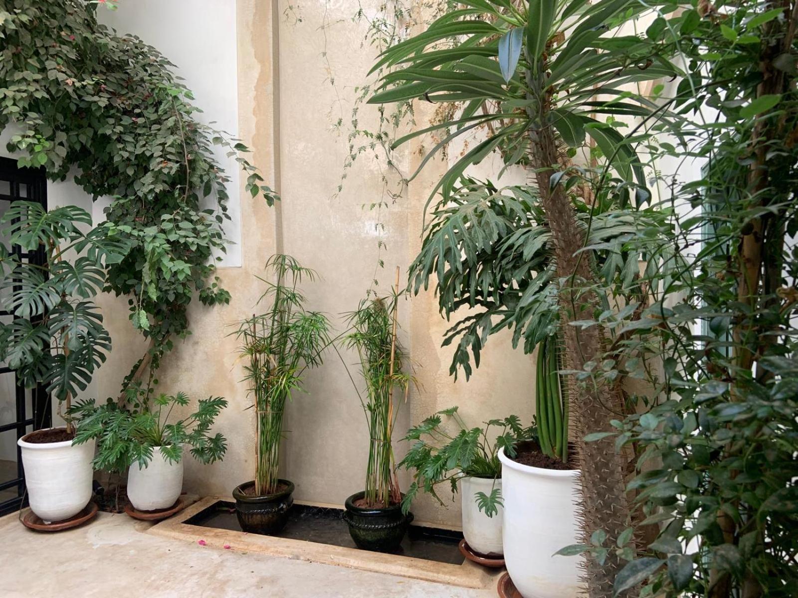 Le Petit Pacha Hotel Marrakesh Eksteriør billede